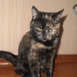 Мальвина дома