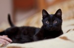 чернобровый котик