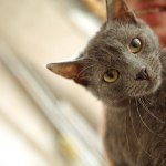 Лаврик дома