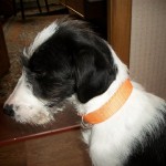 Милая Нора нашла свой дом!!