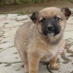 Щенки от Людмилы разъехались по домам!!