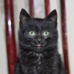 Черный которебенок нашел свой дом!
