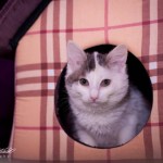 Маленькая Машка..:) дома