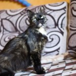 Принцесса Грейс дома