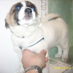 Щенок Степа нашел семью!