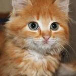 Чего мы не знаем о кошках?