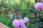 кошка