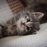 Маленькая Дымка нашла дом!