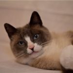 Шанти, кошка породы Сноу-Шу осталась в любящем доме!!!