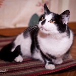 Кошка Маша дома