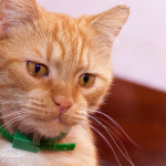 Добрый кот дома:)