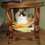 Кошечка Нюша обрела свою семью