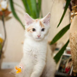 Бело-рыжее солнышко