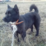 Полли — маленькая собачка  дома