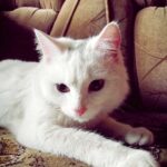 Снежок уехал в новую семью!