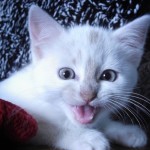 Заварное пирожное в новой семье!!