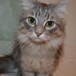 Котик Крутик нашёл свою хозяйку :)