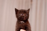 Котенок