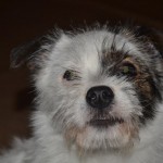 Неугомонная Муся нашла свой дом