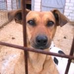 Ферджи дома!