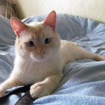 Котик-компаньон дома