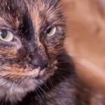 Грациозная Зара дома