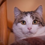 Марсик дома