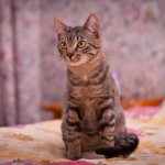 Шеннон нашел свою семью