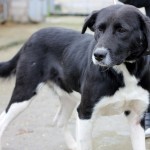 Благородный Конор дома