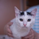 Алиса нашла свой дом!!