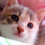 Катрина уже дома!