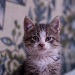 Такие разные котята разъехались по домам!