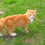 Рыжая киса — Алиса дома