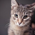 Радость в полосочку уже дома