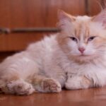 «Желтый» кот дома