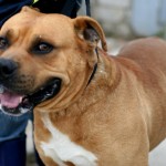 Ричард дома!