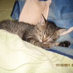 Котенок-малыш