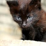 Котенок Сеня дома!!