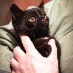 Котенок-негритенок дома