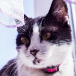 Котя-мотя дома