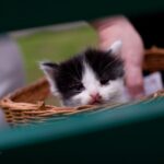 Котята черепаховые дома
