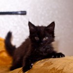 Милые котяшки дома