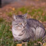 Брошенный Макс обрел свой дом!!