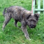 Необычная Лили в новой семье