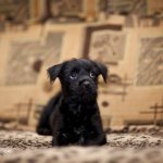 Малыш Троша дома