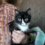 Мурзик, очень воспитанный котик :)