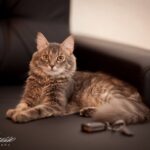 Муся, кошка нереальной красоты и грации :)