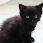 Ника, котеночек чисто черного окраса