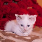Котенок Рафаэлка дома