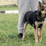 Маленький Крис уехал в семью!!